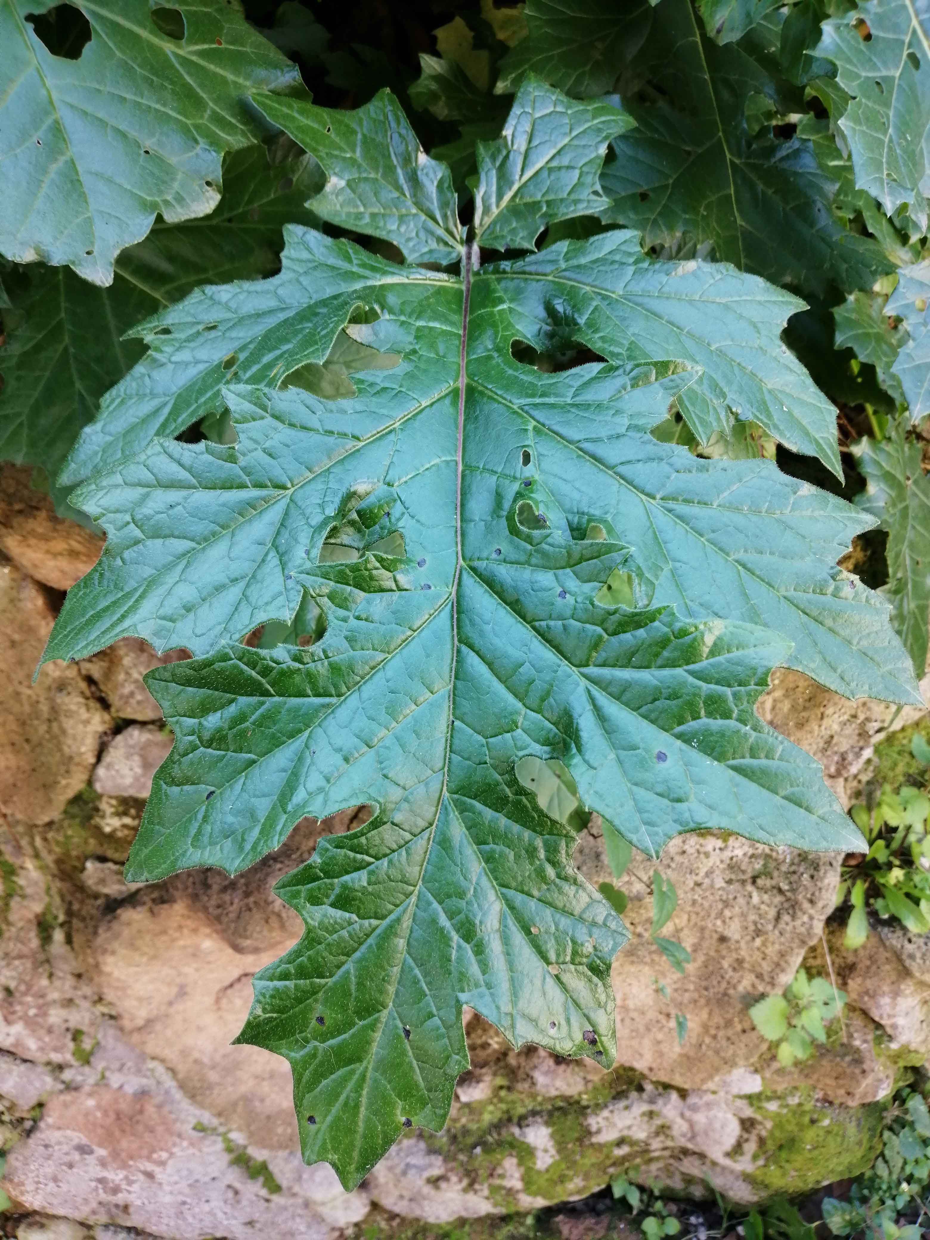Acanthus leaf, Villa Aldobrandini, Rome